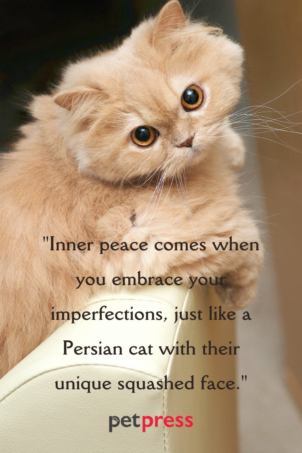 50+ Best Persian Cat Quotes That Inspire SelfCare and Love
