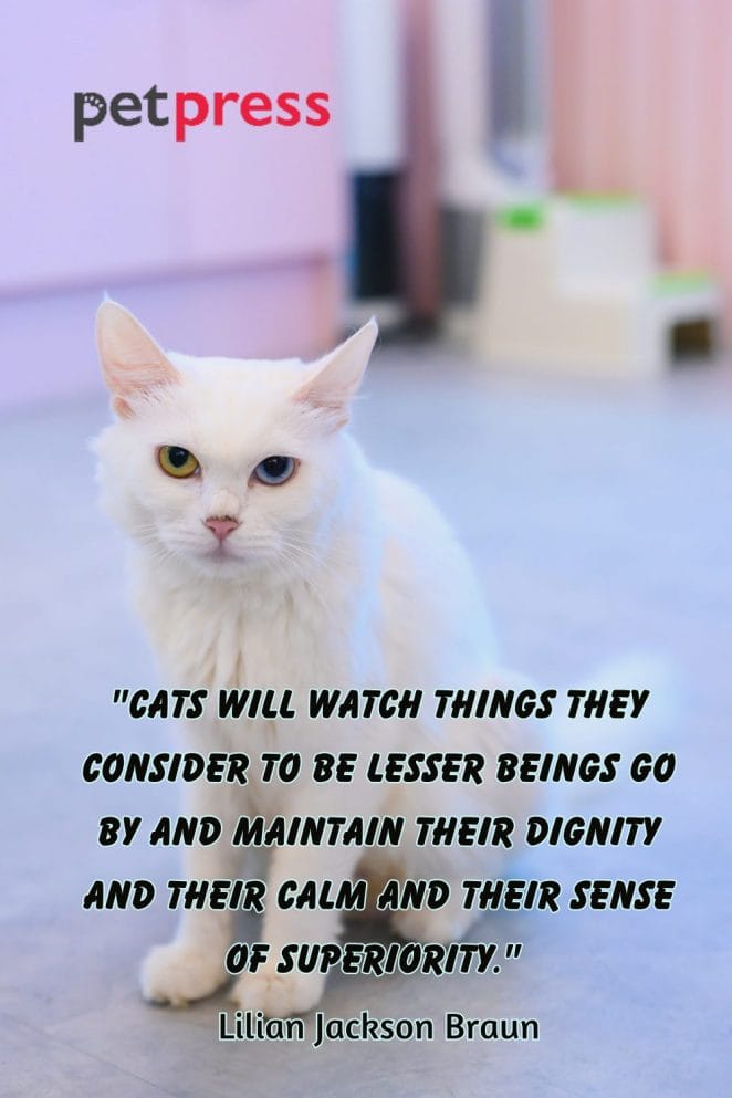 50 Best Spiritual Cat Quotes That Can Spark Your Inner Feline 50-best-spiritual-cat-quotes-that-can-spark-your-inner-feline