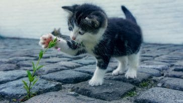 50+ Best Happy Cat Quotes Brimming With Joy and Inspiration