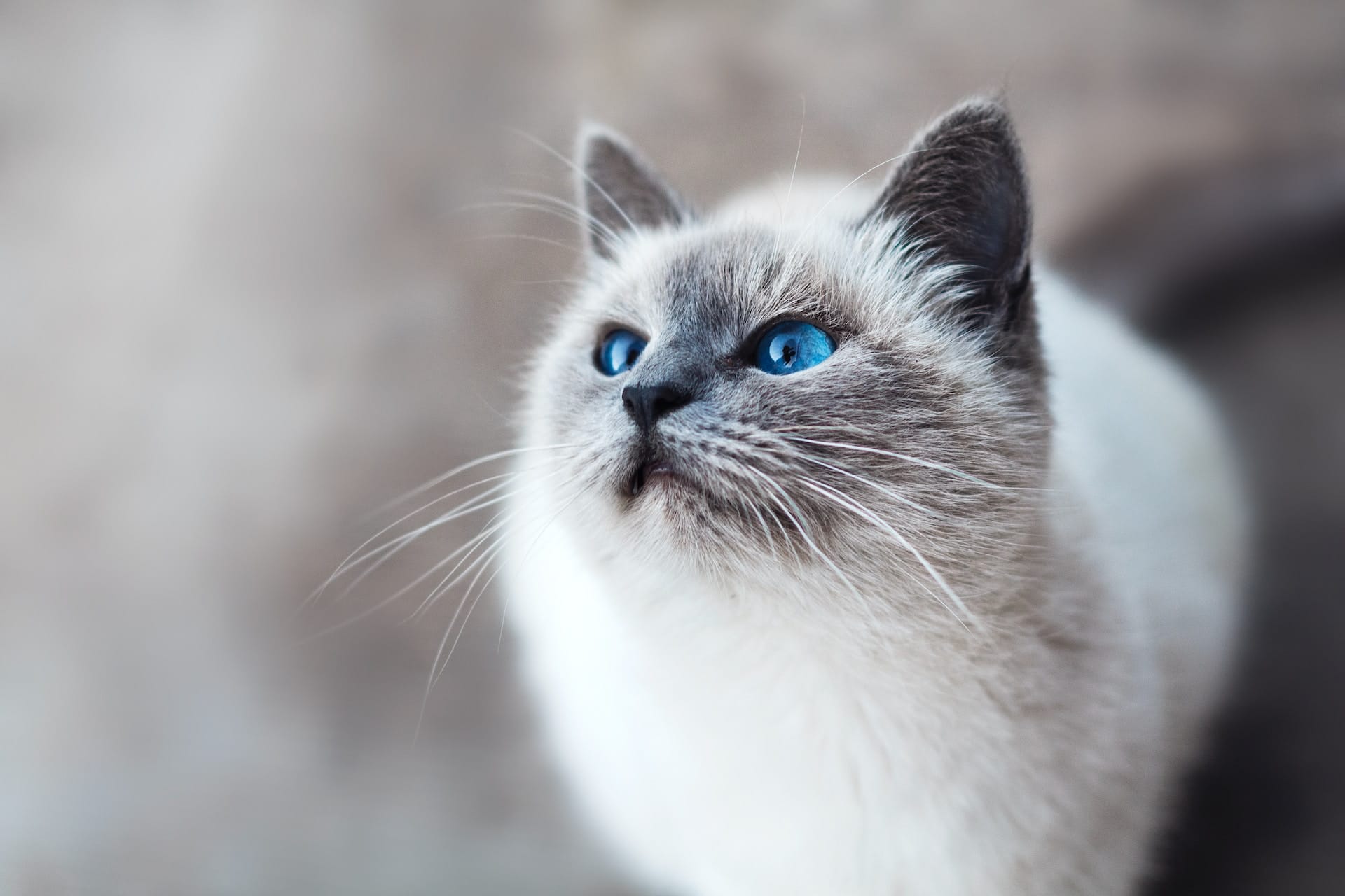 50 Best Spiritual Cat Quotes That Can Spark Your Inner Feline 50-best-spiritual-cat-quotes-that-can-spark-your-inner-feline