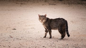 stray cat quotes