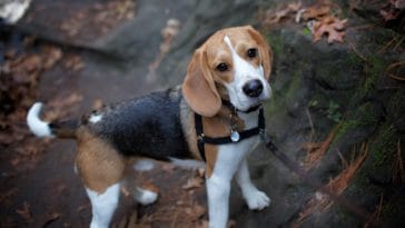 50 Inspiring Beagle Dog Quotes to Enlighten Your Day