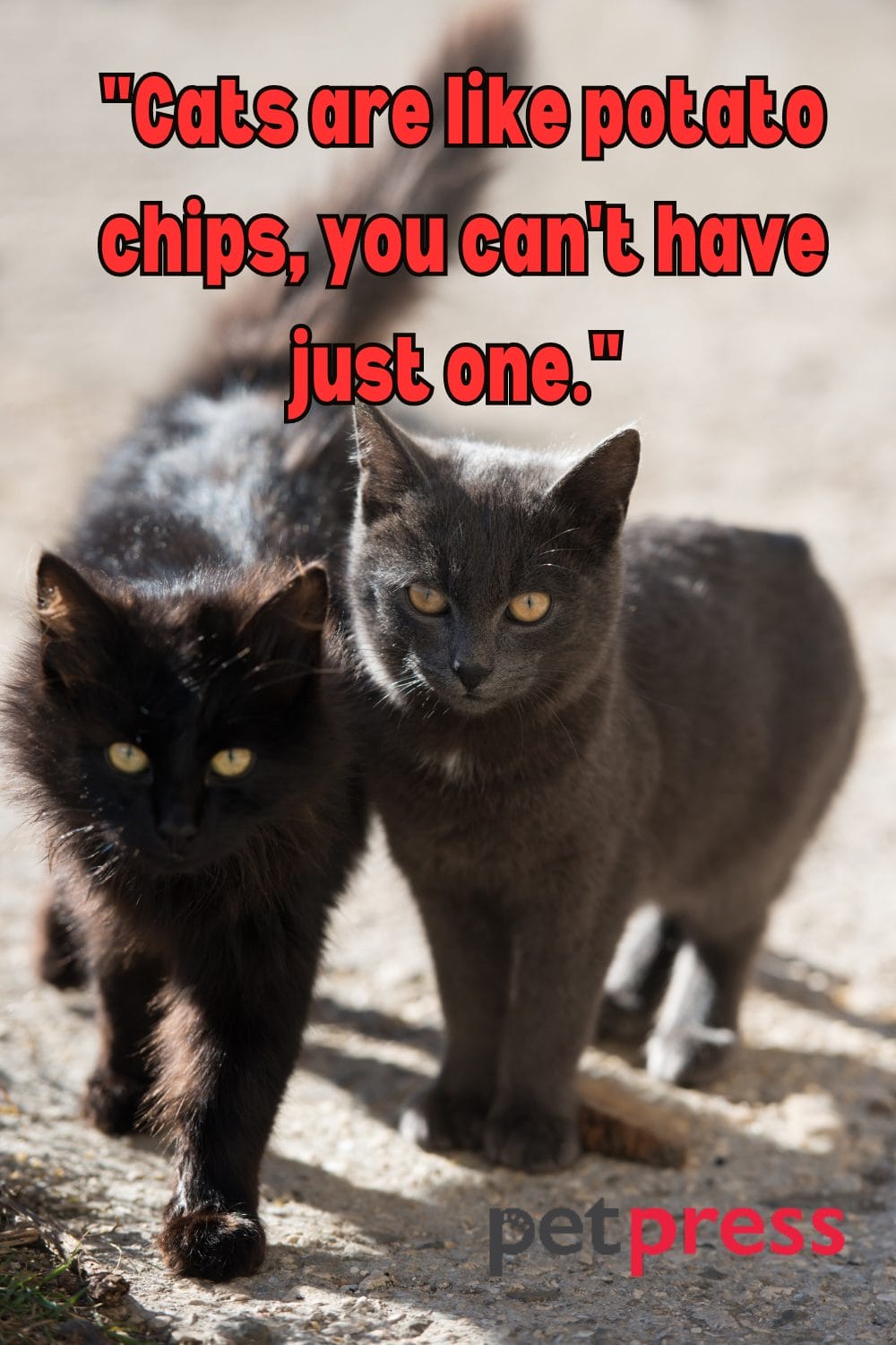Unleashing Purrfection 50+ Crazy Cat Lady Quotes to Inspire Your Day