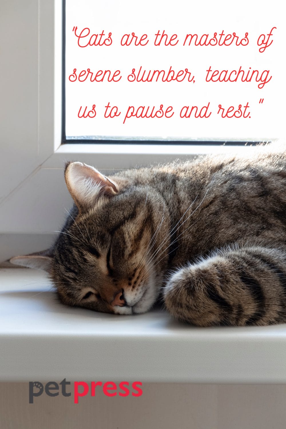 50+ Adorable Sleeping Cat Quotes That Can Spark Your Wit