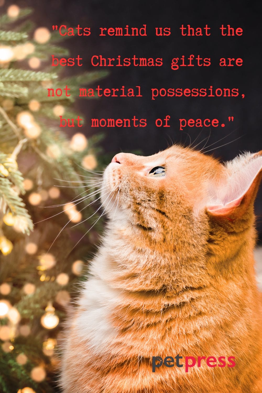 Top 50 Cat Christmas Quotes to Sparkle Your Holiday Spirits