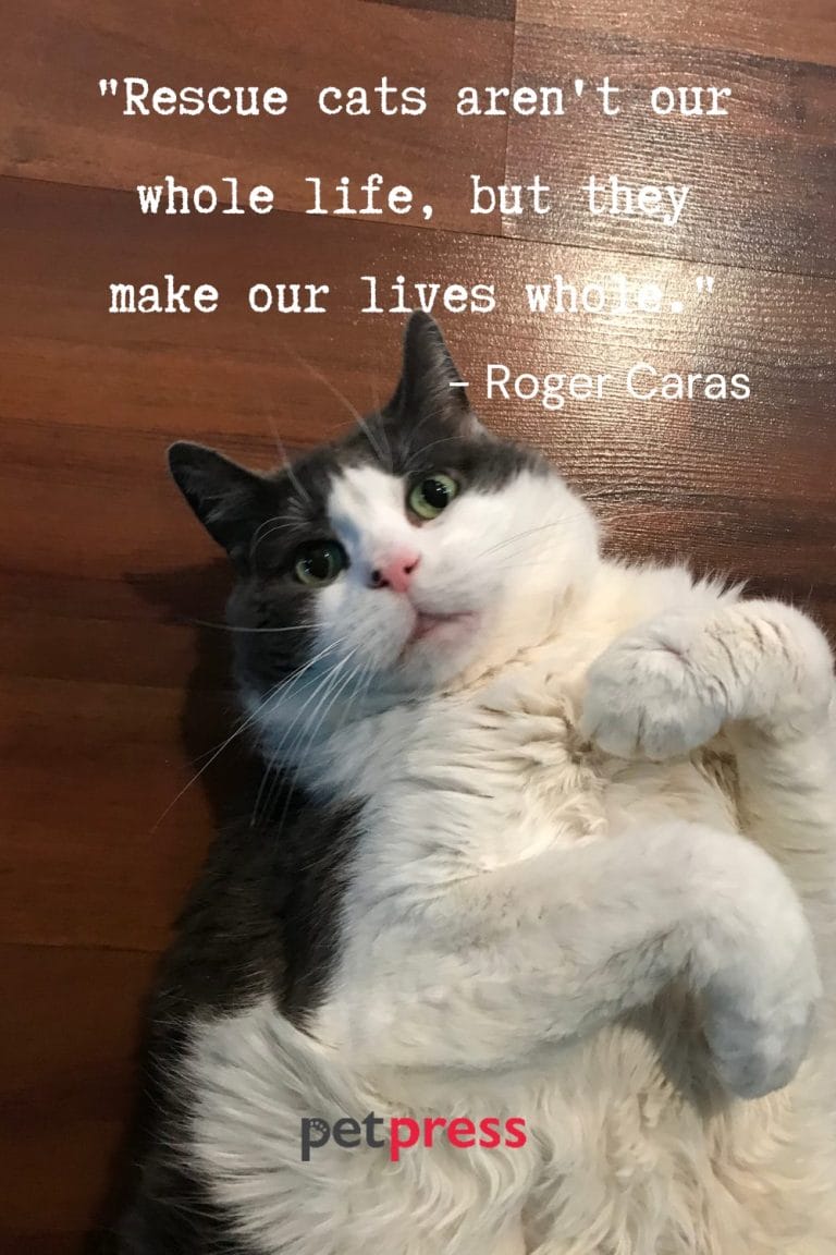 Real Talk: Over 50 Rescue Cat Quotes to Inspire and Delight