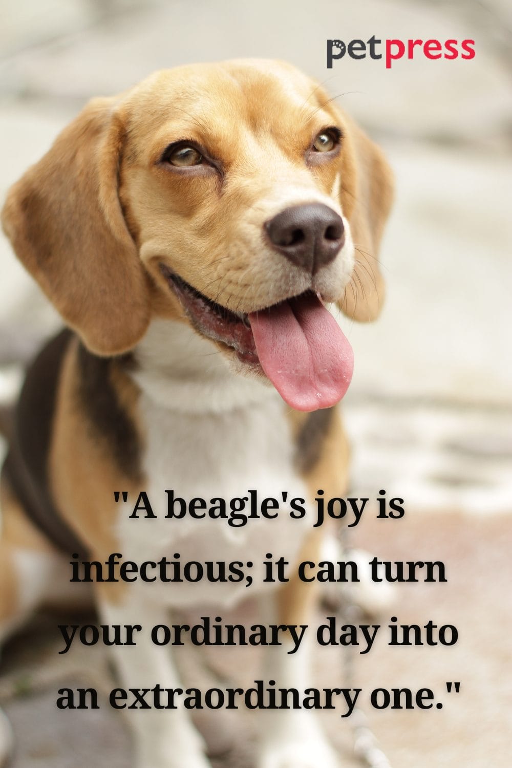 50 Inspiring Beagle Dog Quotes to Enlighten Your Day PetPress