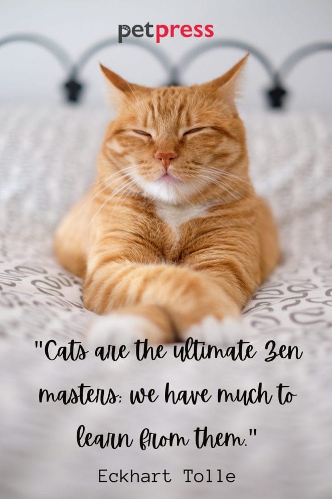50 Best Spiritual Cat Quotes That Can Spark Your Inner Feline 50-best-spiritual-cat-quotes-that-can-spark-your-inner-feline