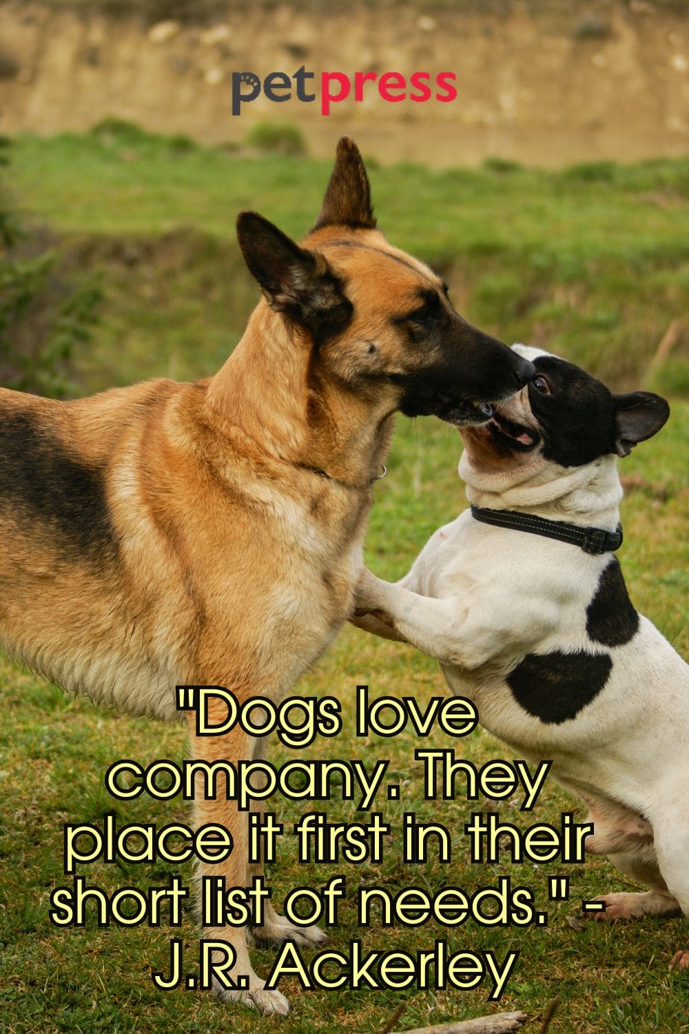 50+ Best Dog Protection Quotes About Loyalty and Love PetPress