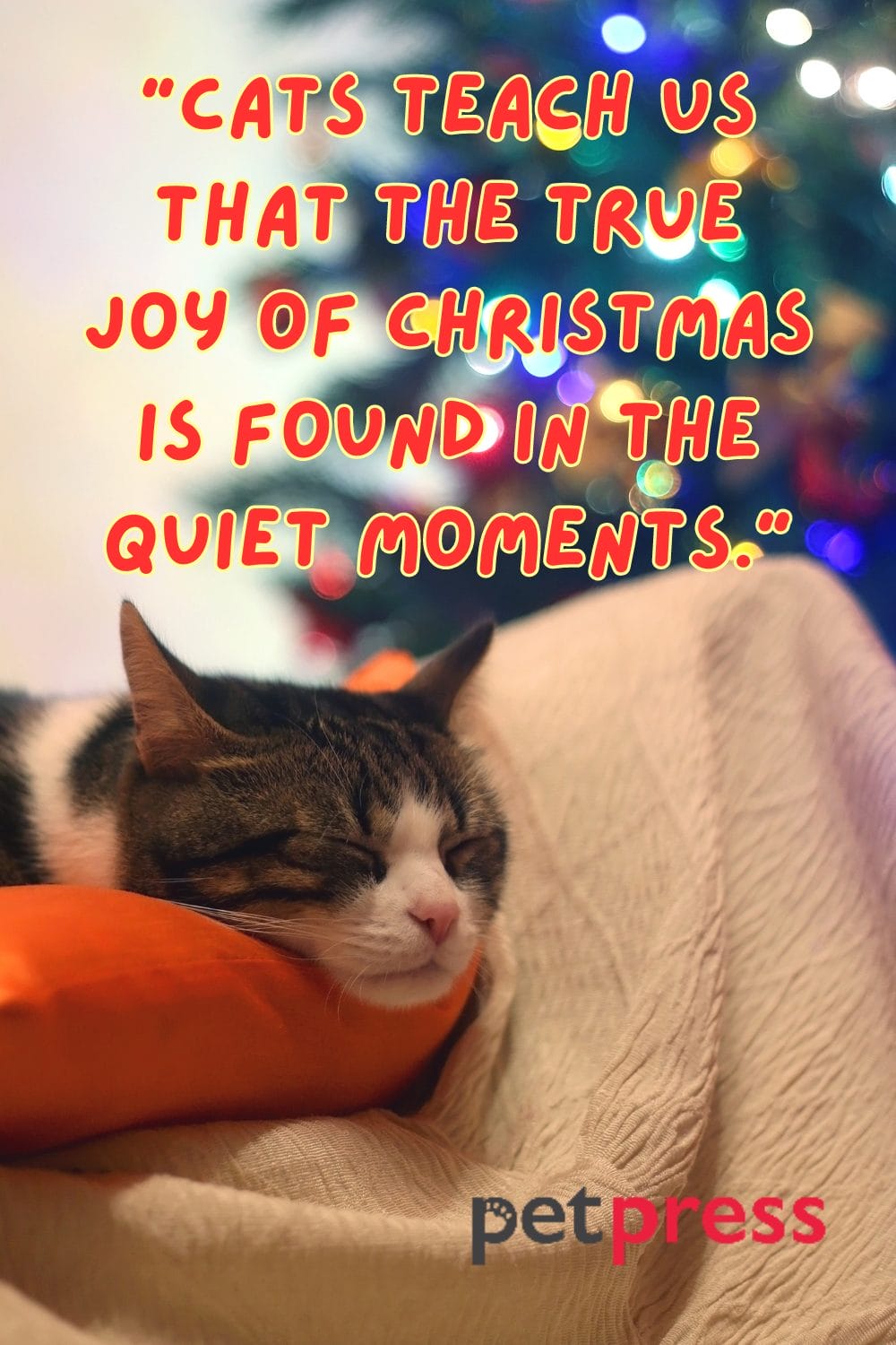Top 50 Cat Christmas Quotes to Sparkle Your Holiday Spirits