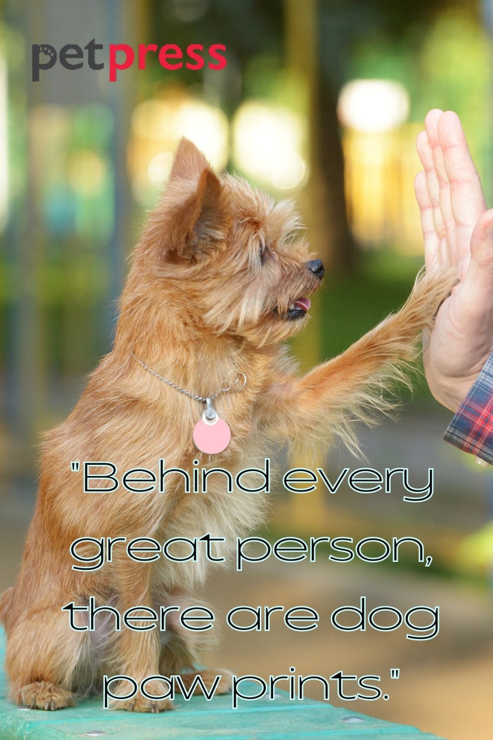 50+ Love Dog Paw Quotes and the Wisdom Embedded Within