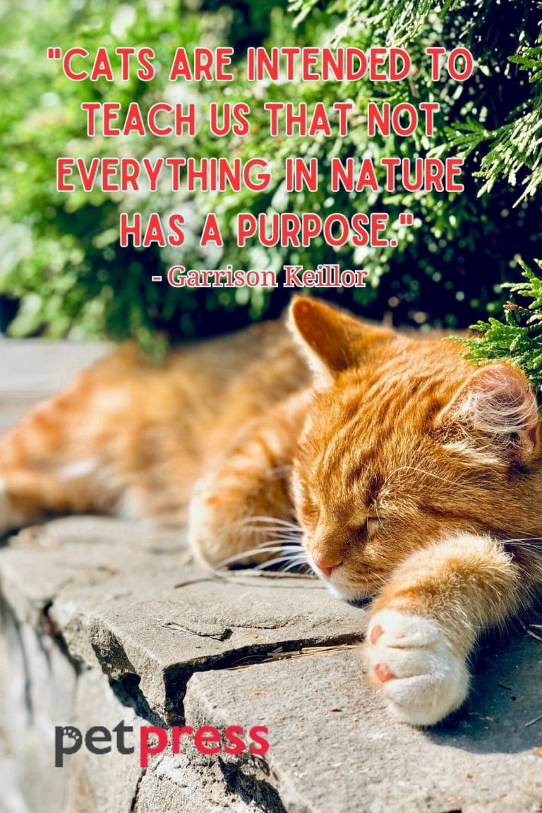 Loss of a Cat Quotes
