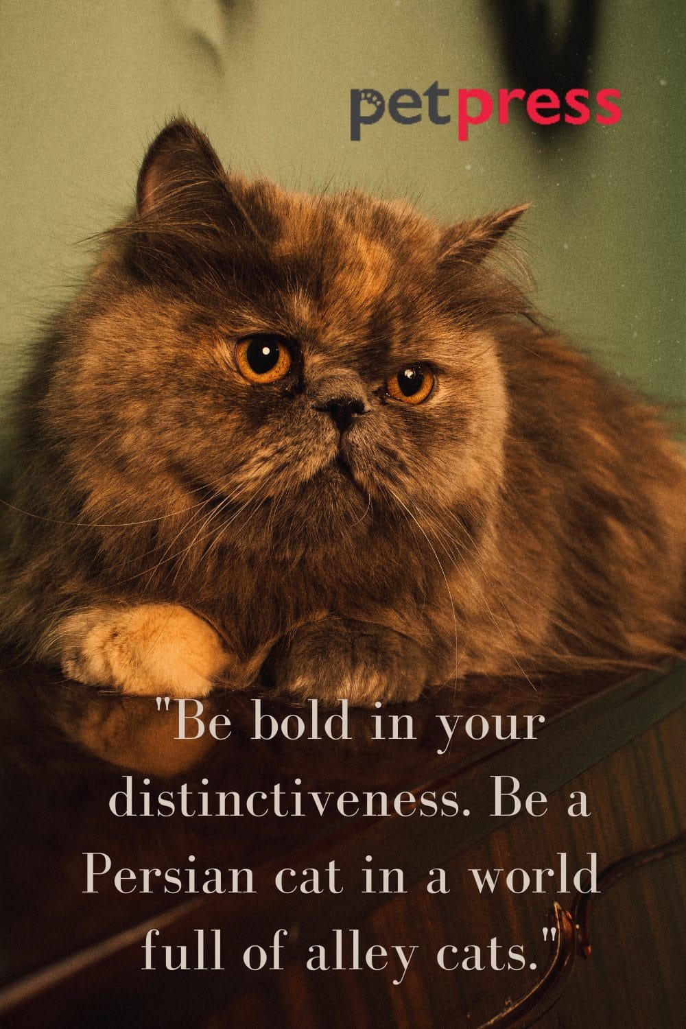 50+ Best Persian Cat Quotes That Inspire SelfCare and Love