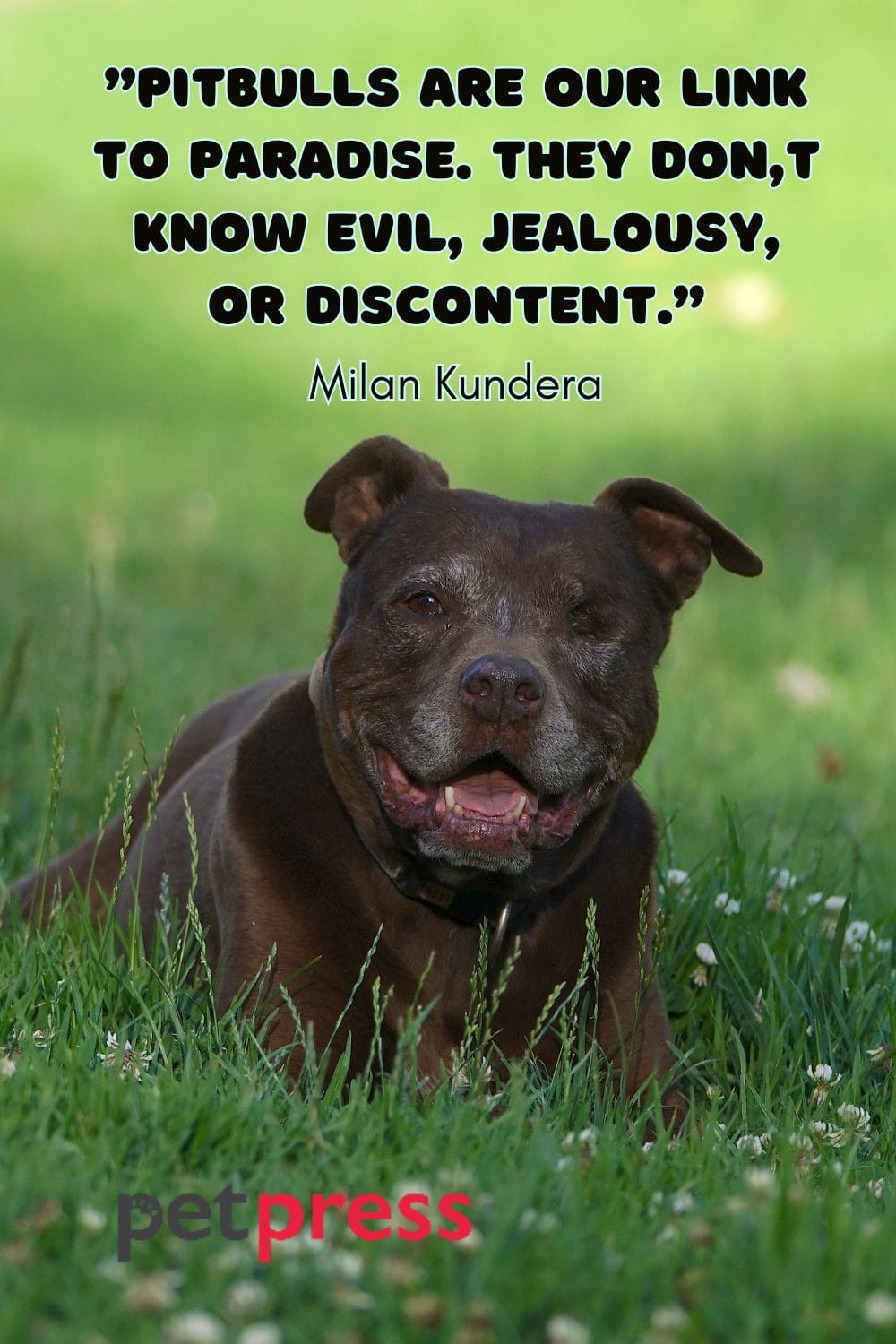 Unleashing Wisdom Top 50 Insightful Pitbull Dog Quotes