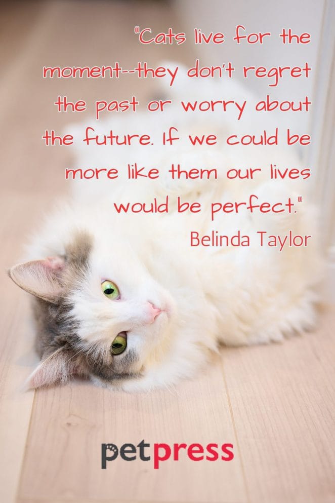 50 Best Spiritual Cat Quotes That Can Spark Your Inner Feline 50-best-spiritual-cat-quotes-that-can-spark-your-inner-feline