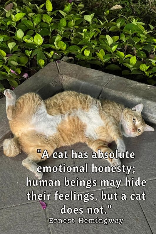 50+ Best Cat Wisdom Quotes That Inspire Your Inner Feline