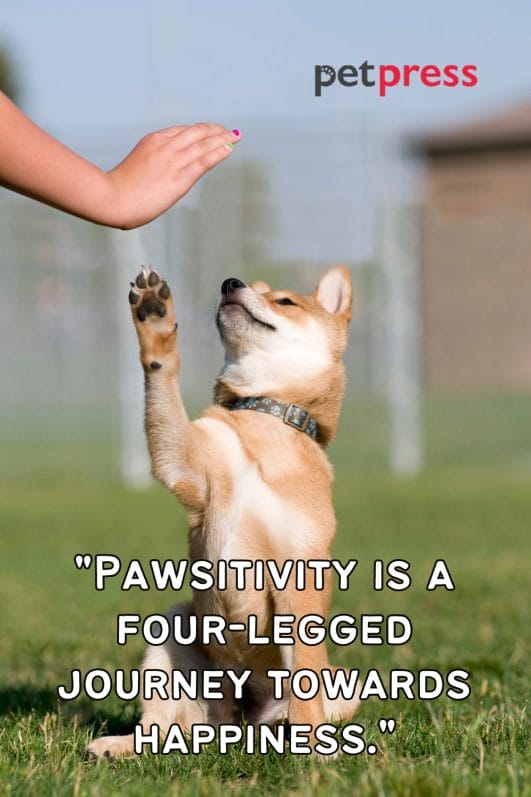 50+ Love Dog Paw Quotes and the Wisdom Embedded Within