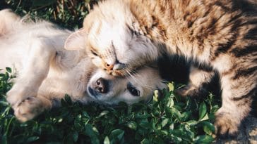 Cat Best Friend Quotes