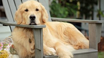 golden retriever dog quotes