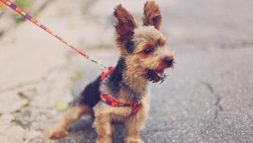 Over 50 Best Dog Bark Quotes Collection That Can Inspire You