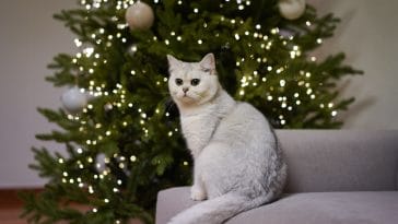 Top 50 Cat Christmas Quotes to Sparkle Your Holiday Spirits