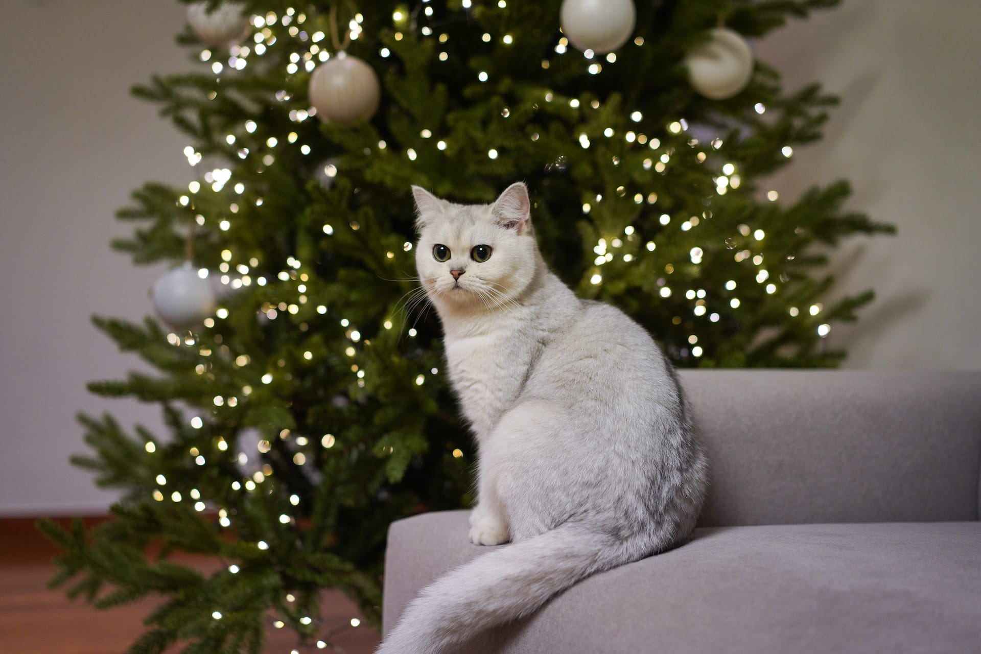 Top 50 Cat Christmas Quotes to Sparkle Your Holiday Spirits