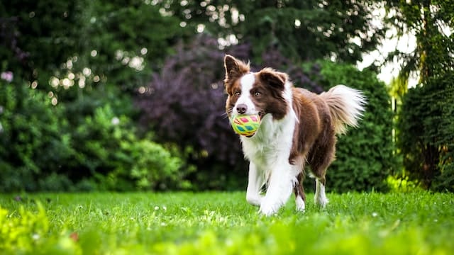 Border collie