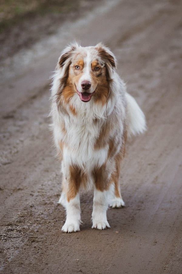 australian-shepherd