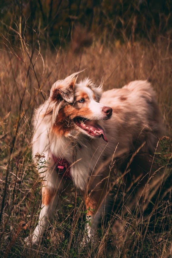 australian-shepherd