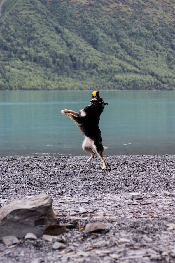 australian-shepherd