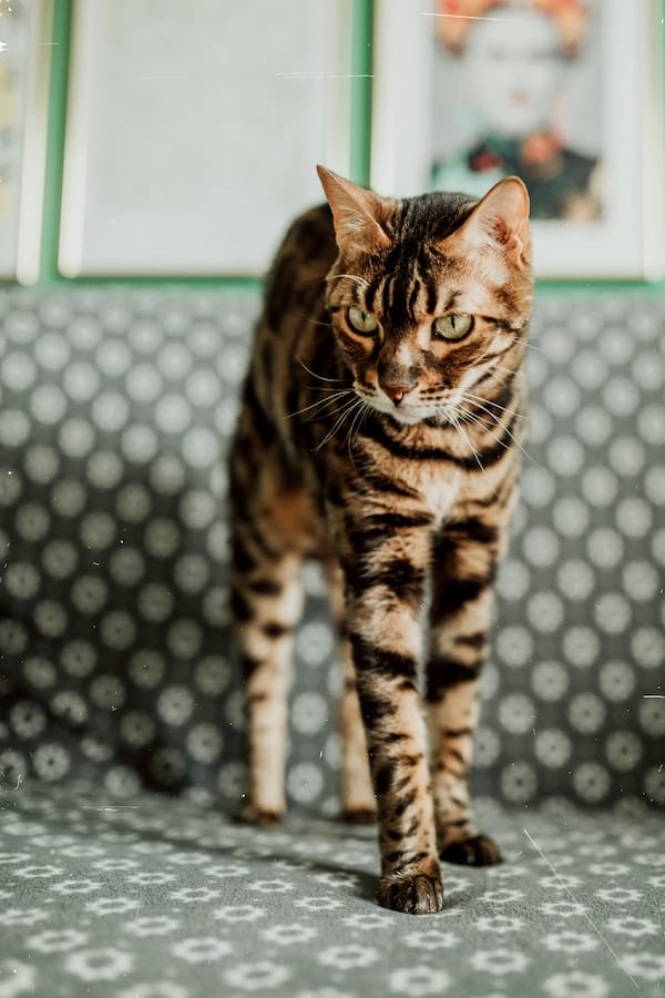 bengal-cat