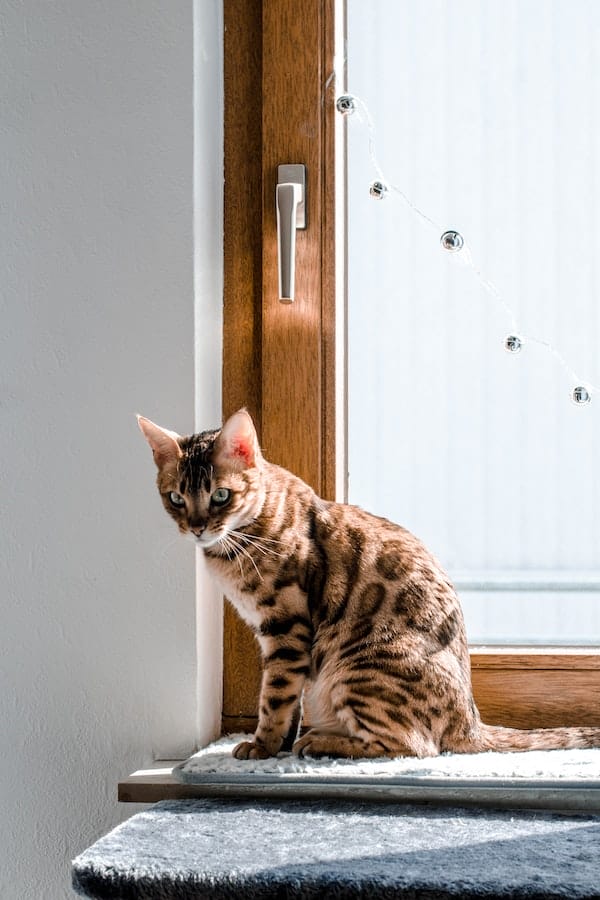 bengal-cat