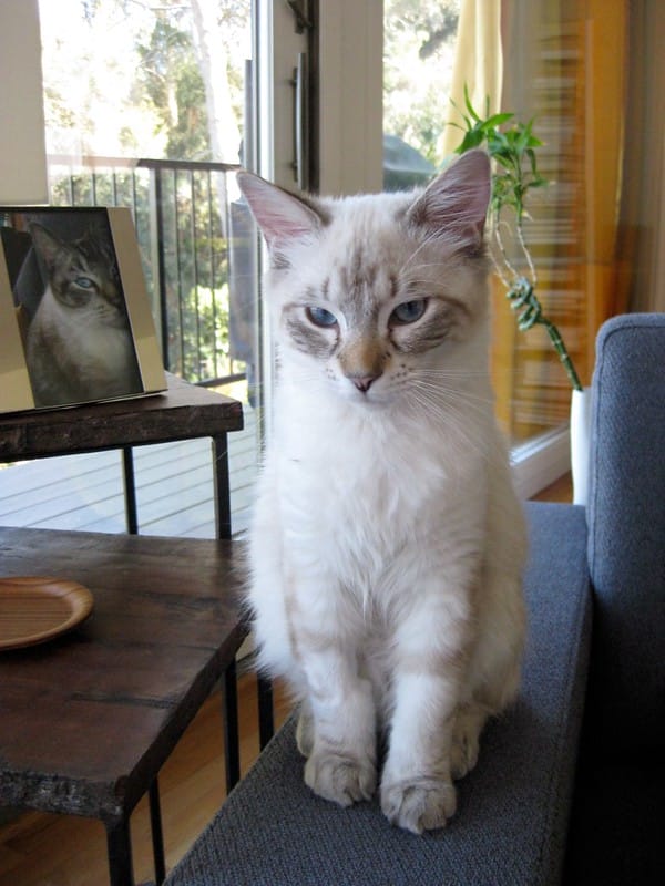 Bobtail cat