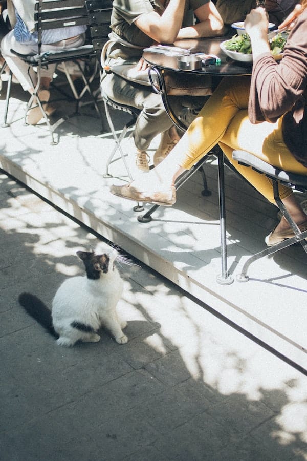 bodega-cat