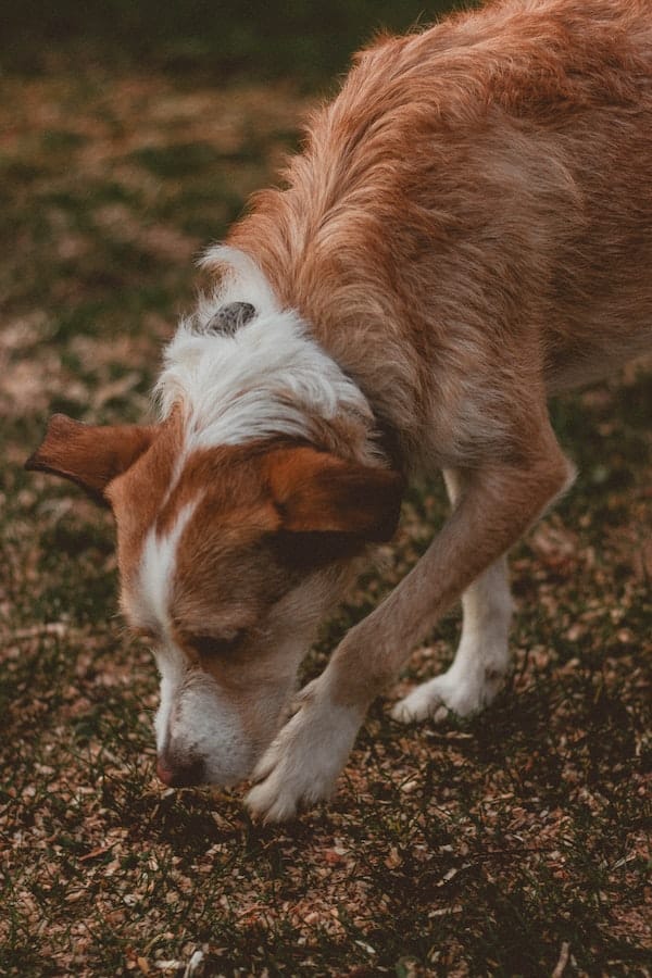 cadaver-dog