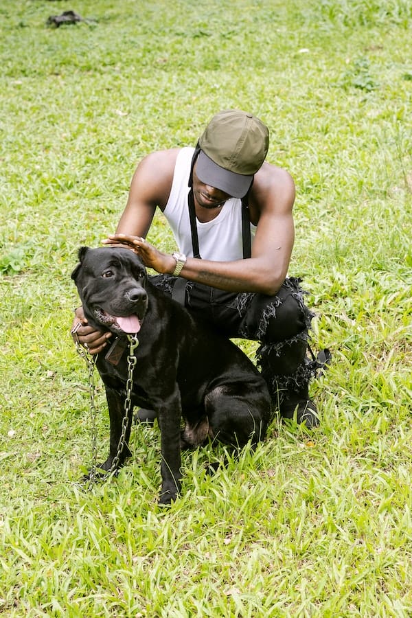 cane-corso