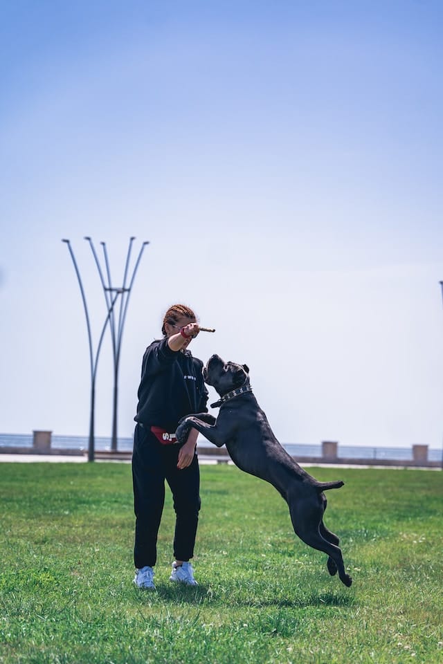 cane-corso