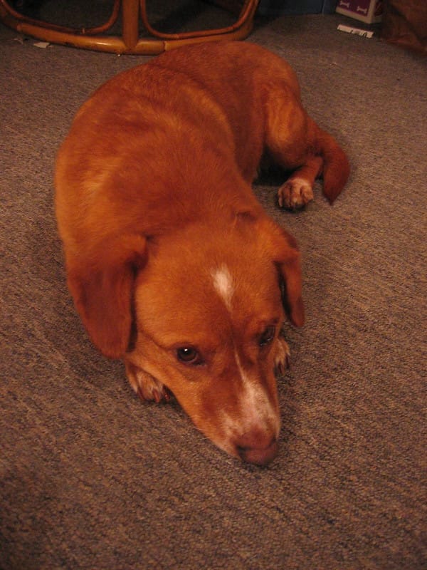 corgi