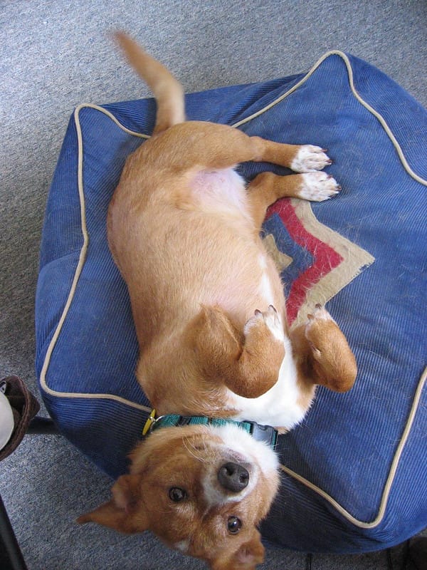 corgi