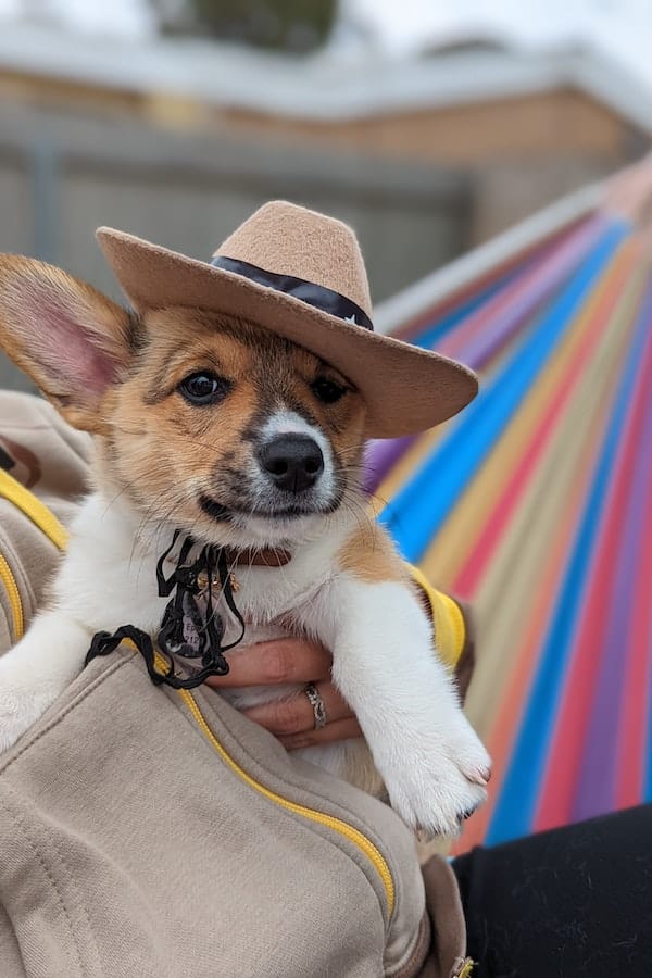 cowboy-corgi