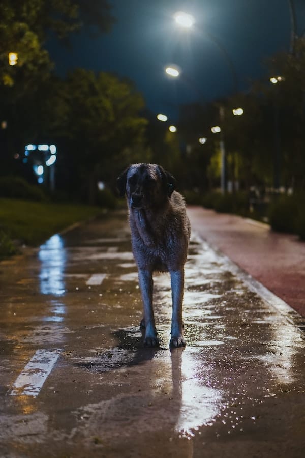 What Do Dogs See at Night A Glimpse into Canine Night Vision