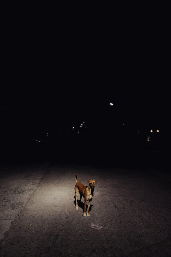 dog-see-at-night