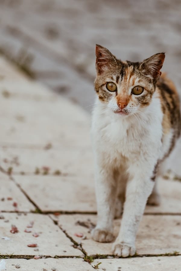 What is a Feral Cat? The Secret Life of Feral Cats Revealed