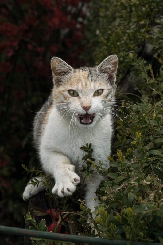 what-is-a-fractious-cat-understanding-feline-behavior