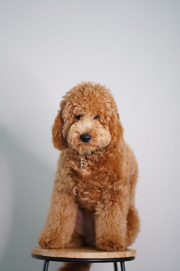 groodle-goldendoodle