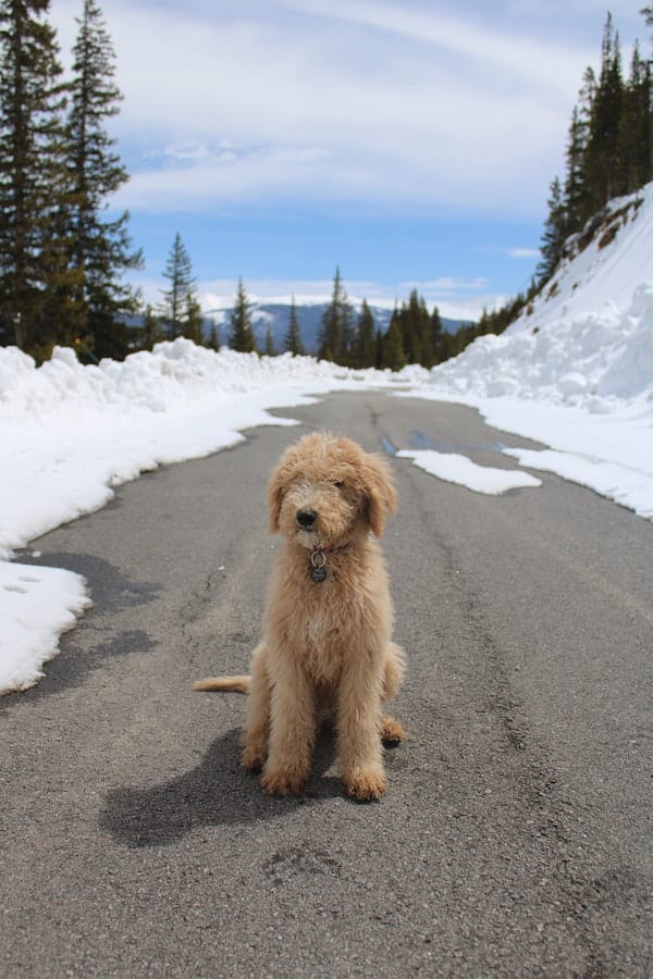 groodle-goldendoodle