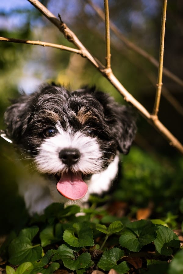 havanese-dog