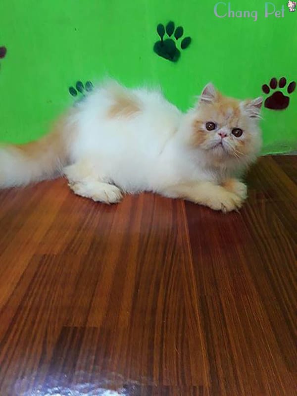 himlayan-cat