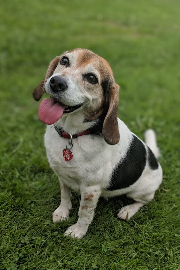 hound-dog
