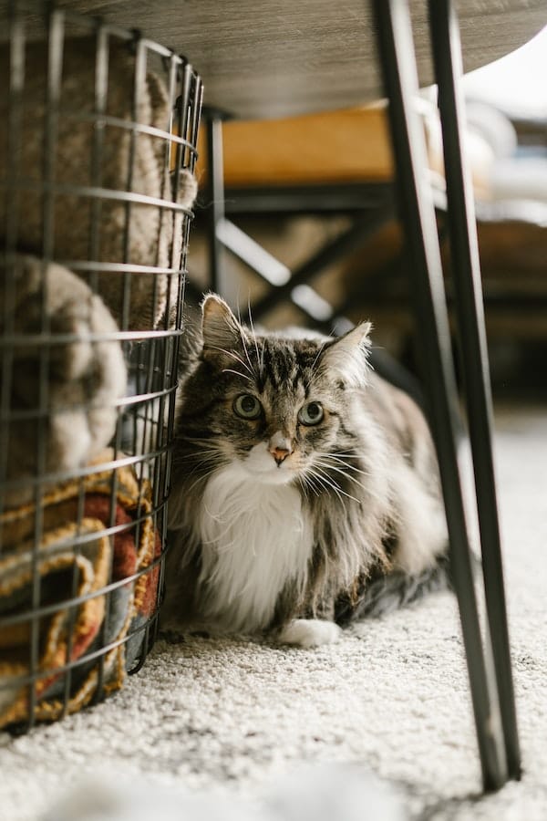 maine-coon-cat